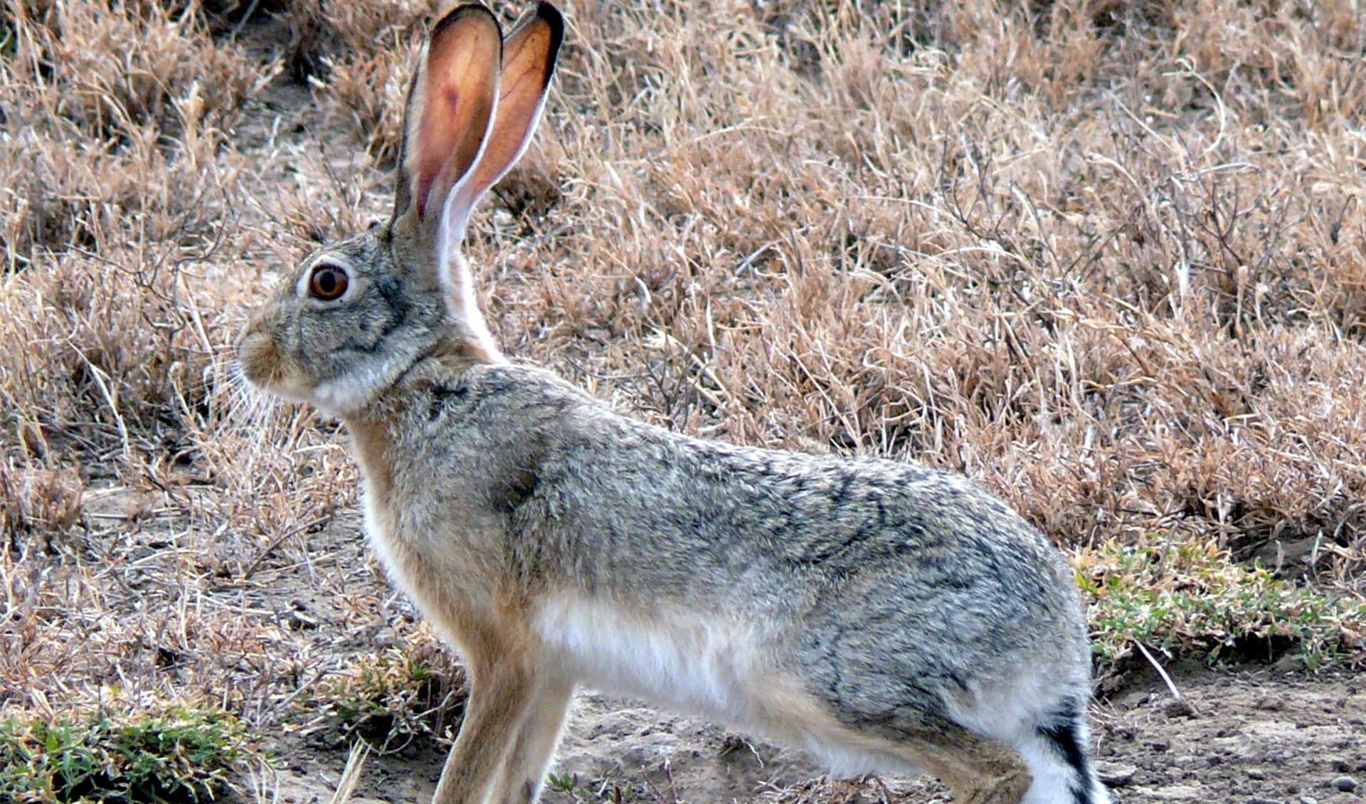 Cape hare facts, distribution & population BioDB